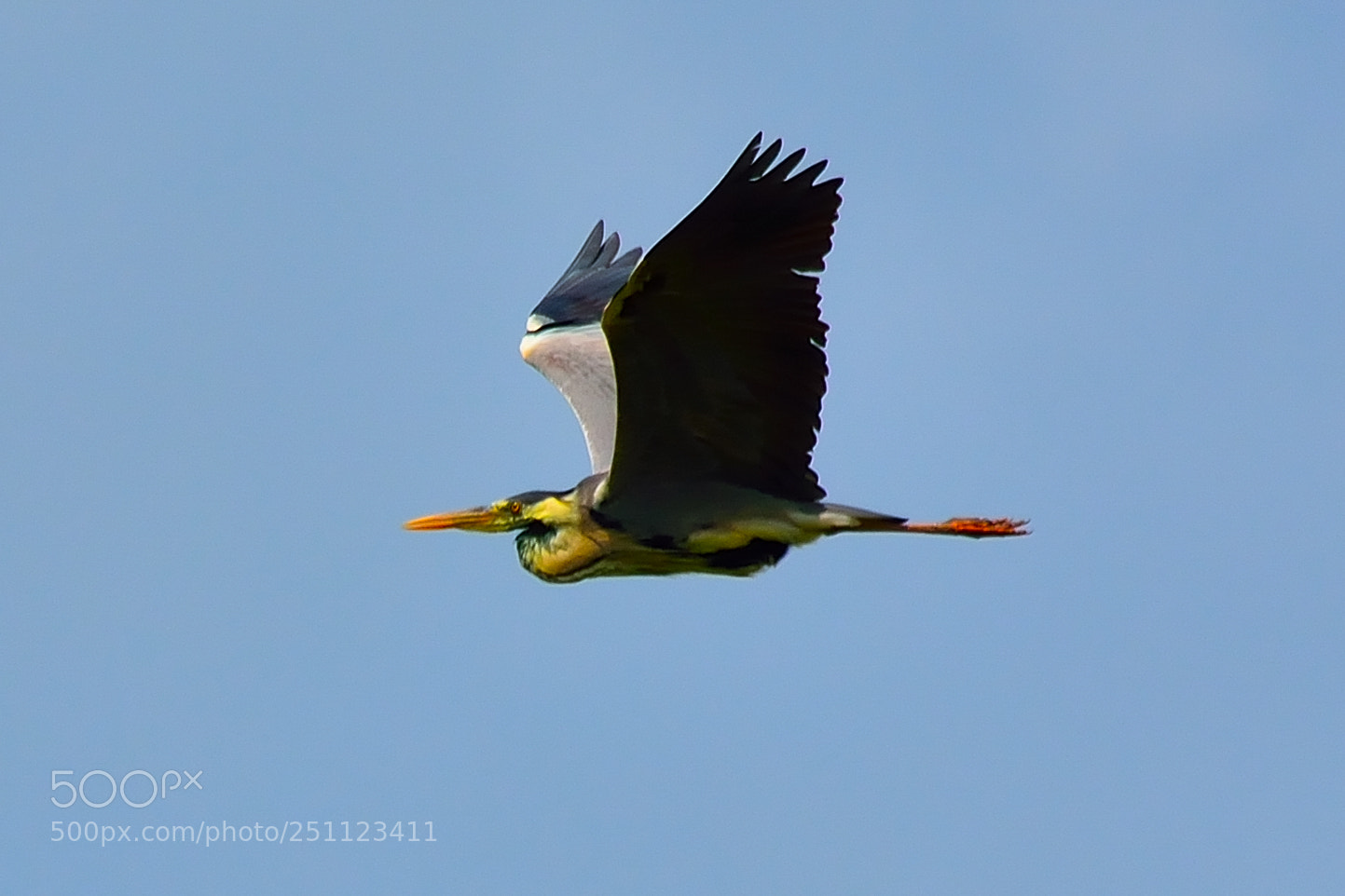 Nikon D5200 sample photo. Bird photography