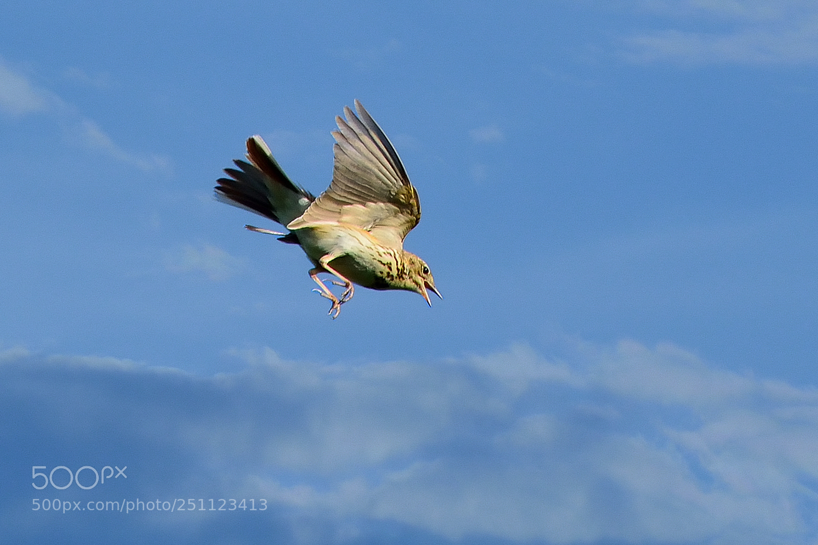 Nikon D5200 sample photo. Bird photography