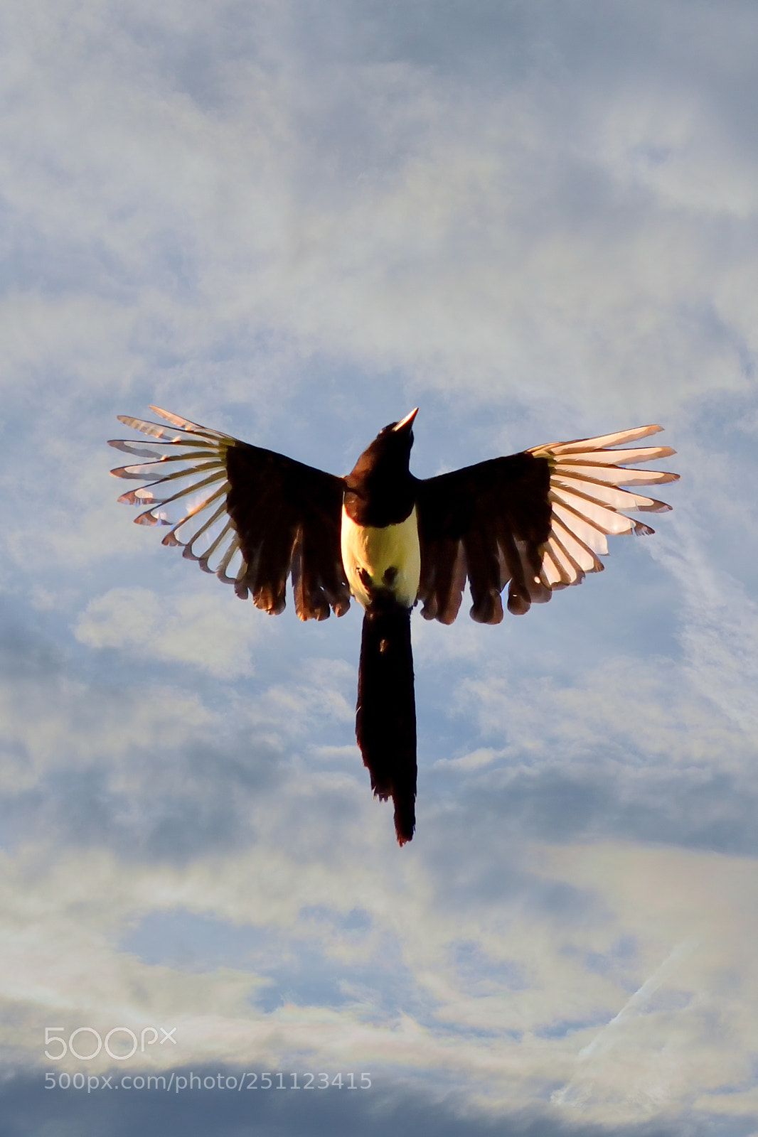 Nikon D5200 sample photo. Bird photography