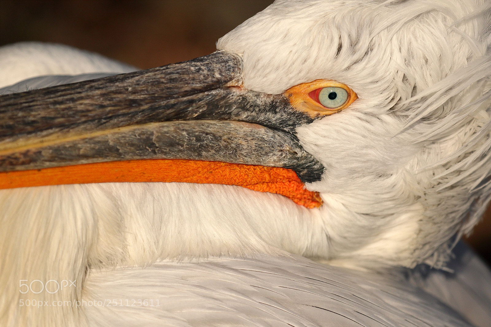 Canon EOS 7D Mark II sample photo. Dalmatian pelican photography
