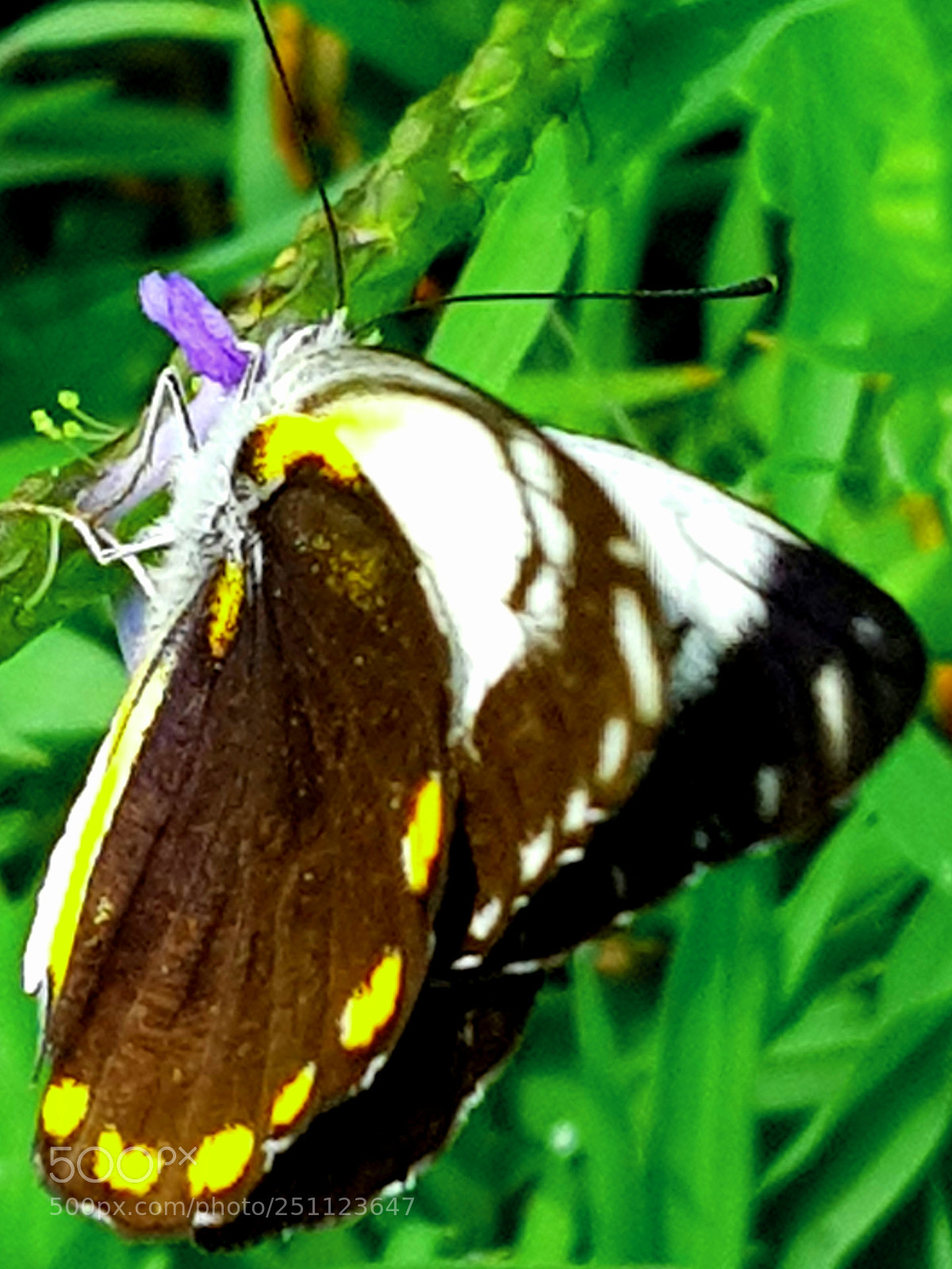 Samsung Galaxy S8+ sample photo. Butterfly on the isle photography