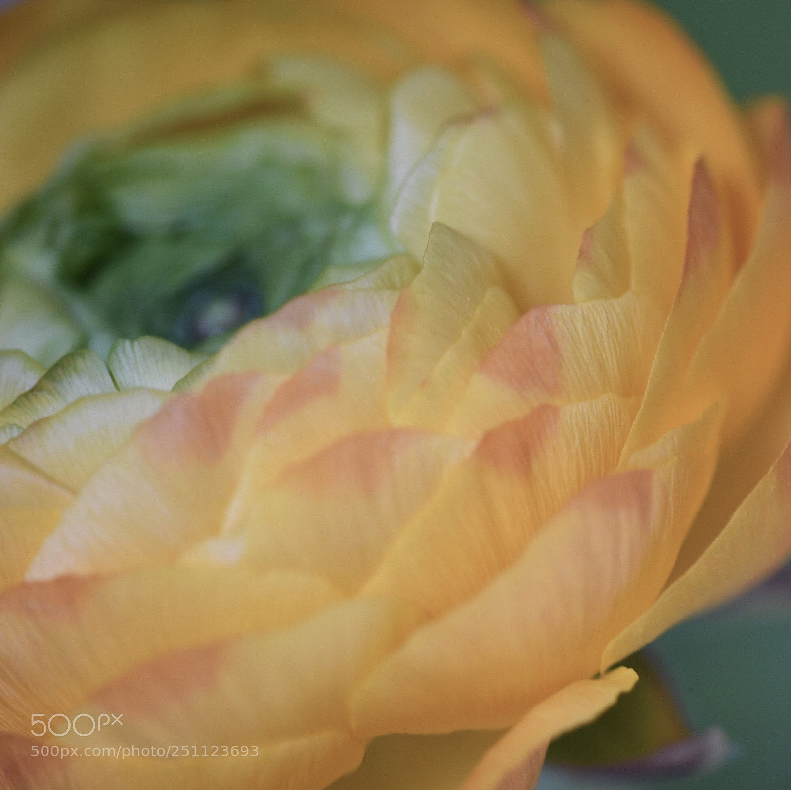 Nikon D500 sample photo. Colors of spring photography