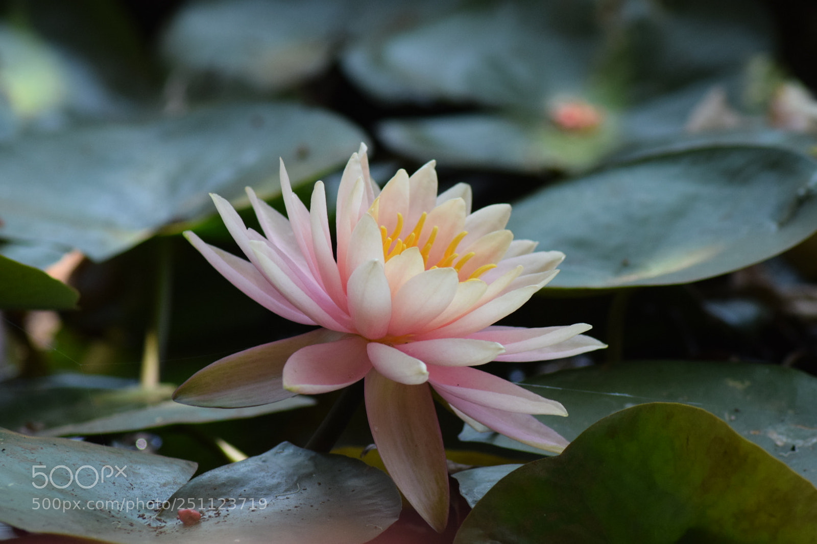 Nikon D5300 sample photo. Lotus photography