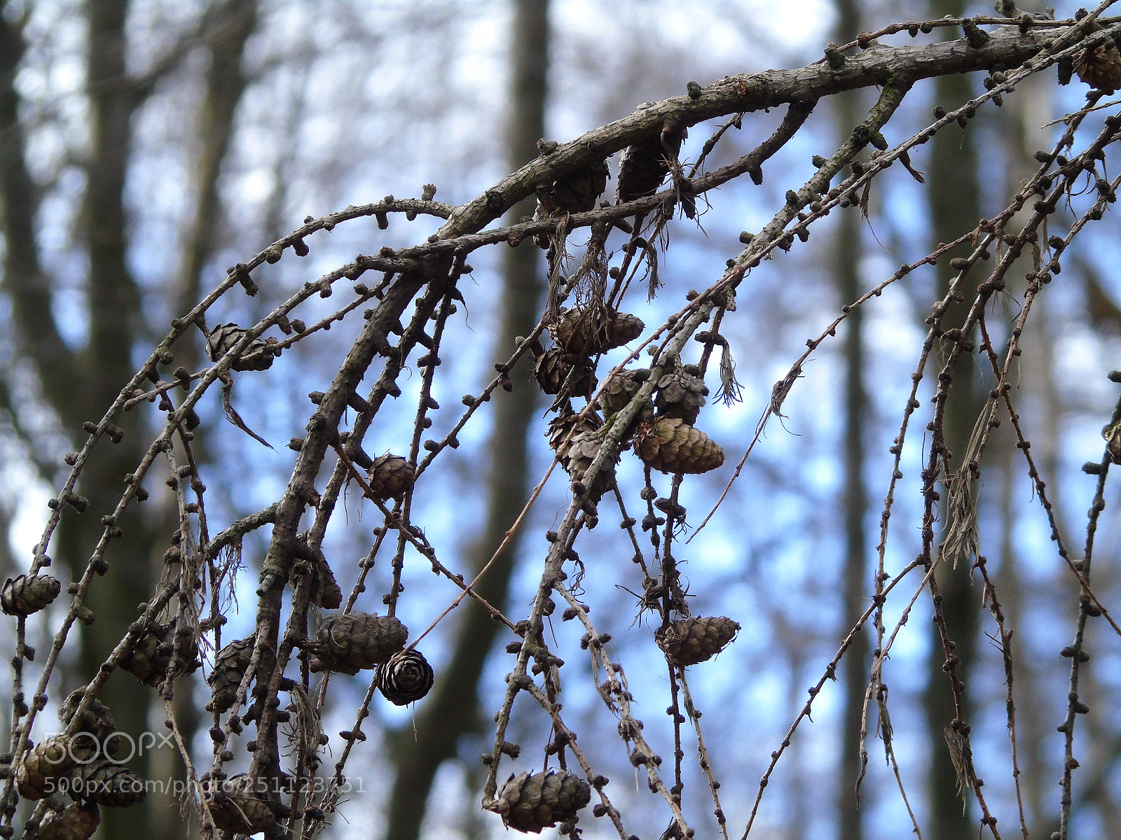 Sony Cyber-shot DSC-H400 sample photo. Fallen branches with cones photography