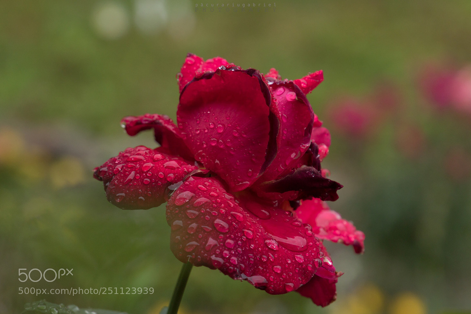 Canon EOS 7D Mark II sample photo. Untitled photography