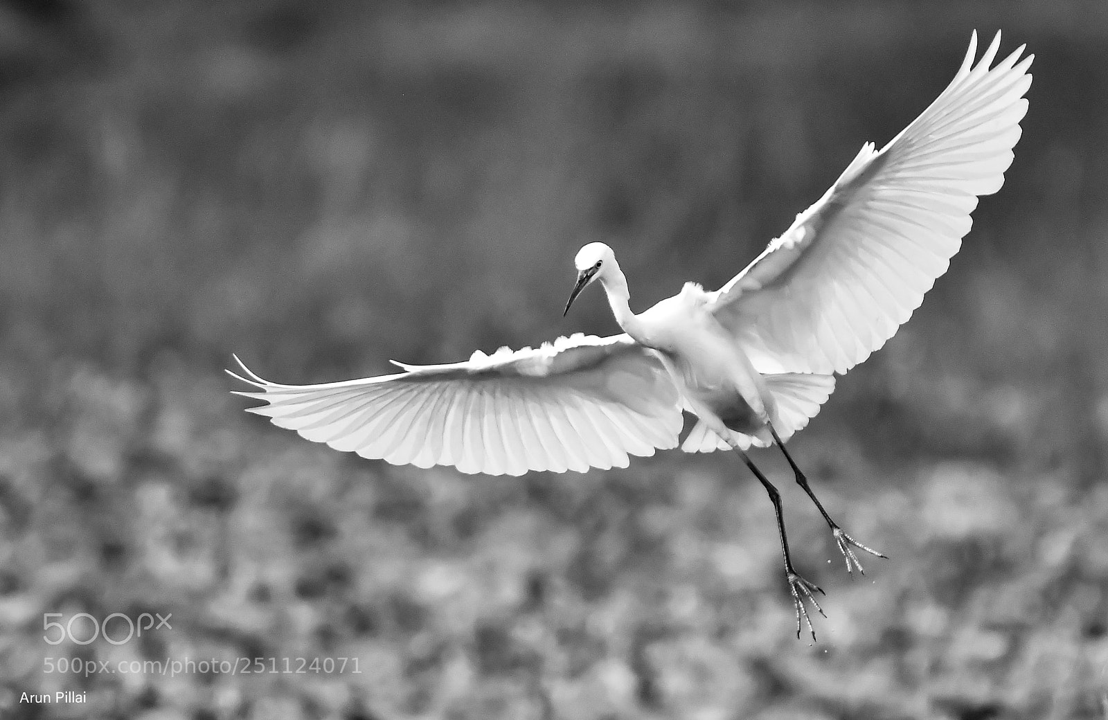 Nikon D500 sample photo. Little egret photography
