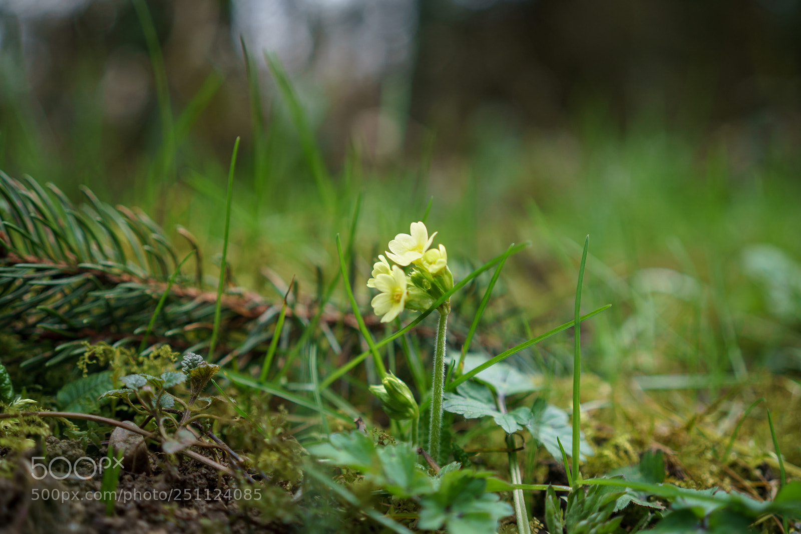 Sony a6300 sample photo. Spring is coming! photography