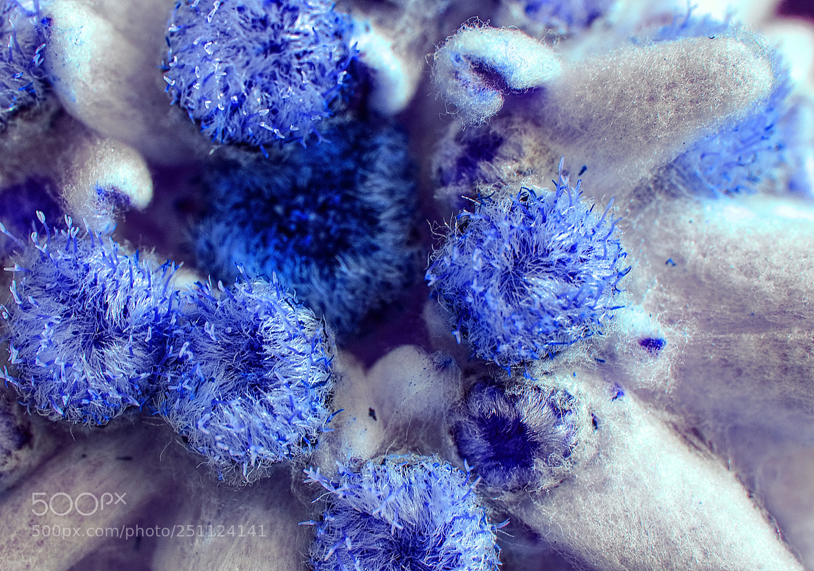 Nikon D90 sample photo. Edelweiss in blue photography