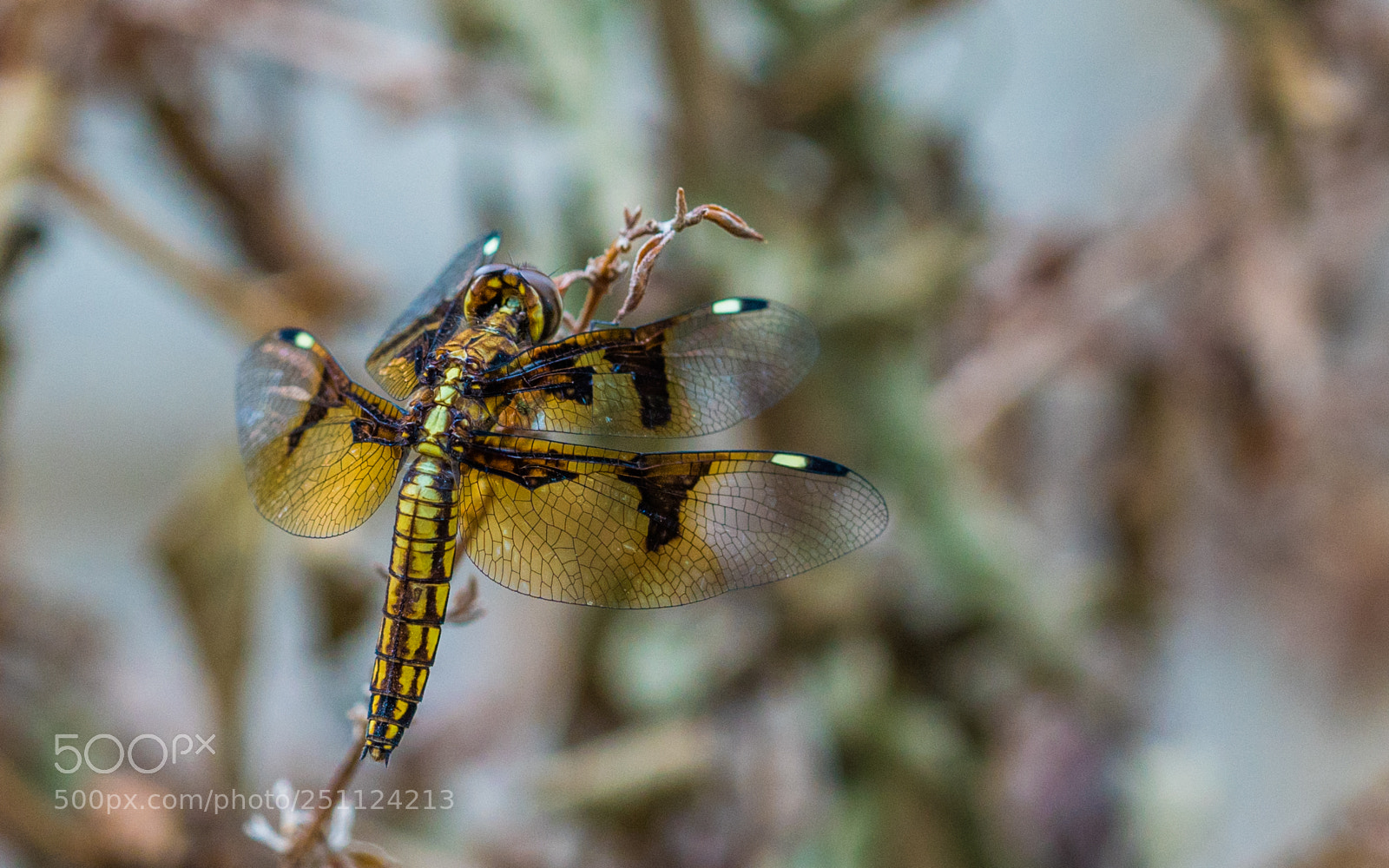 Sony a7R II sample photo. Dragonfly rests on branch photography