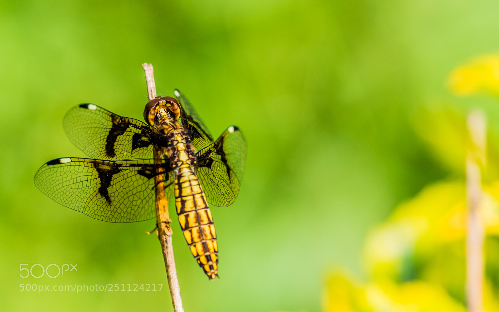 Sony a7R II sample photo. Dragonfly rests on branch photography