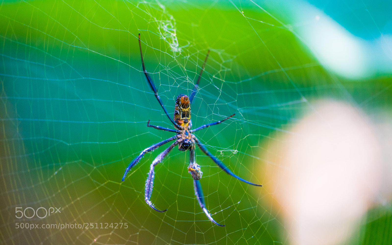 Sony a7R II sample photo. Spider feeds on lady photography