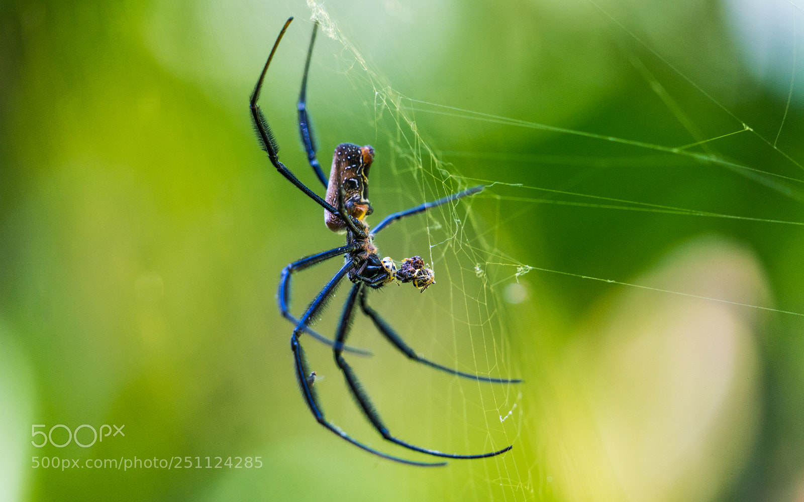Sony a7R II sample photo. Spider feeds on lady photography