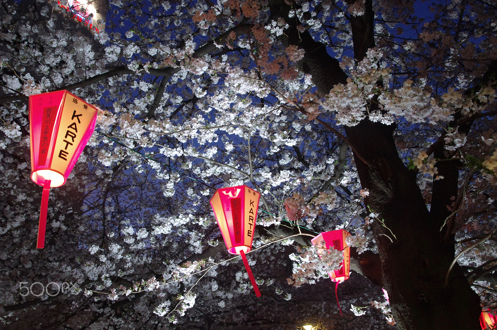 Pentax K-x sample photo. Sakura and lanterns photography