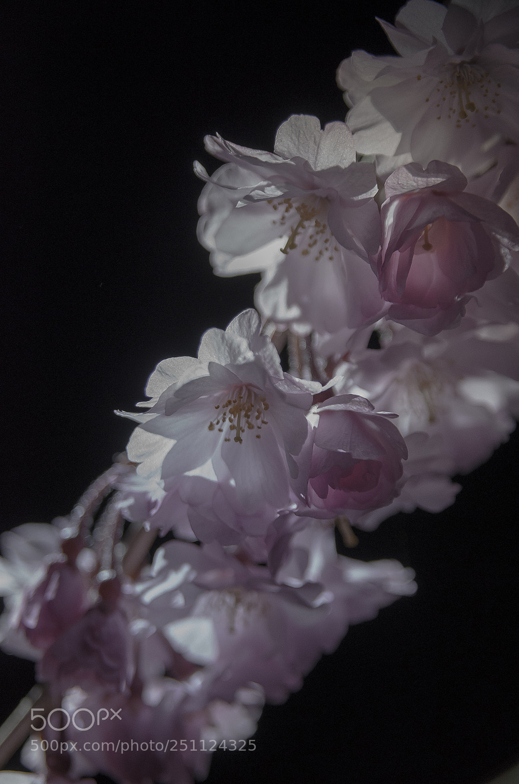 Pentax K-5 IIs sample photo. Dropping cherry photography