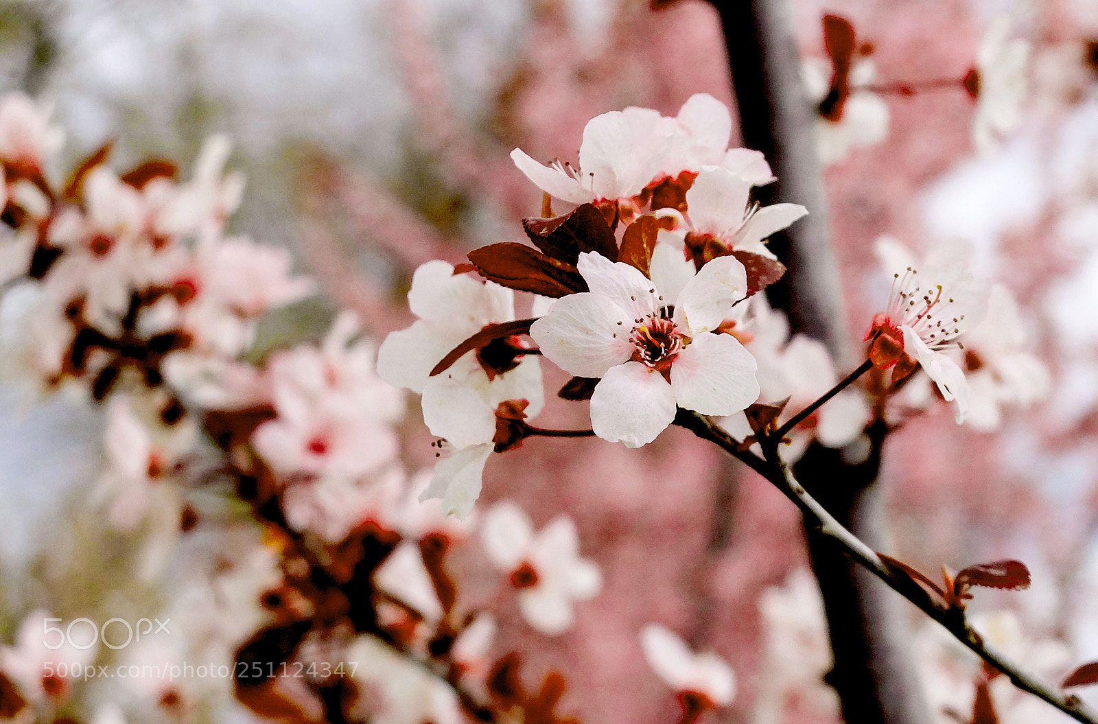 Fujifilm X20 sample photo. Flowers photography