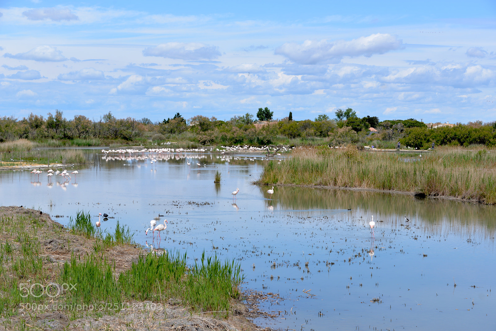 Nikon D610 sample photo. Vogelparadis ii photography