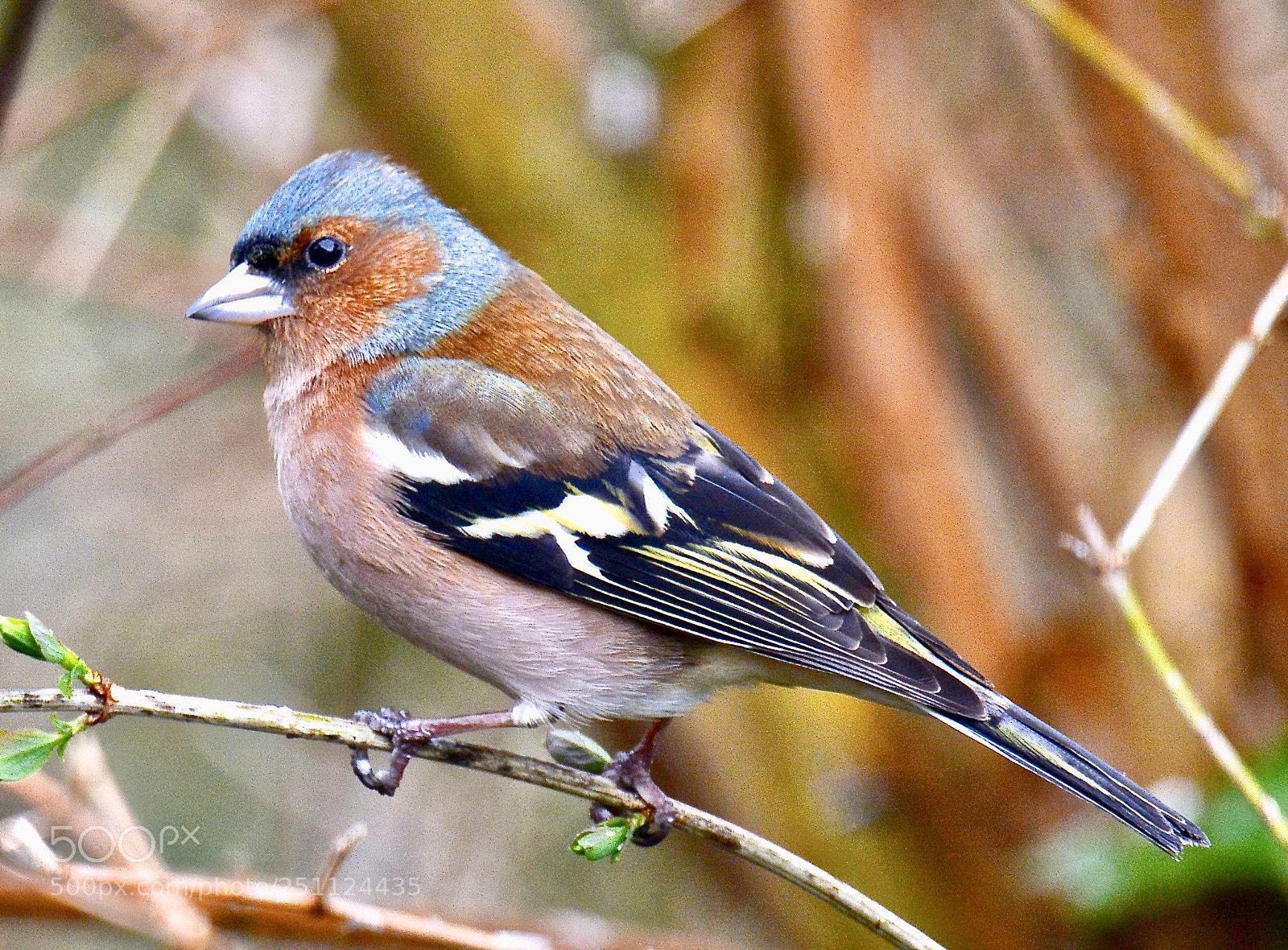 Nikon D7100 sample photo. Chaffinch ......... photography