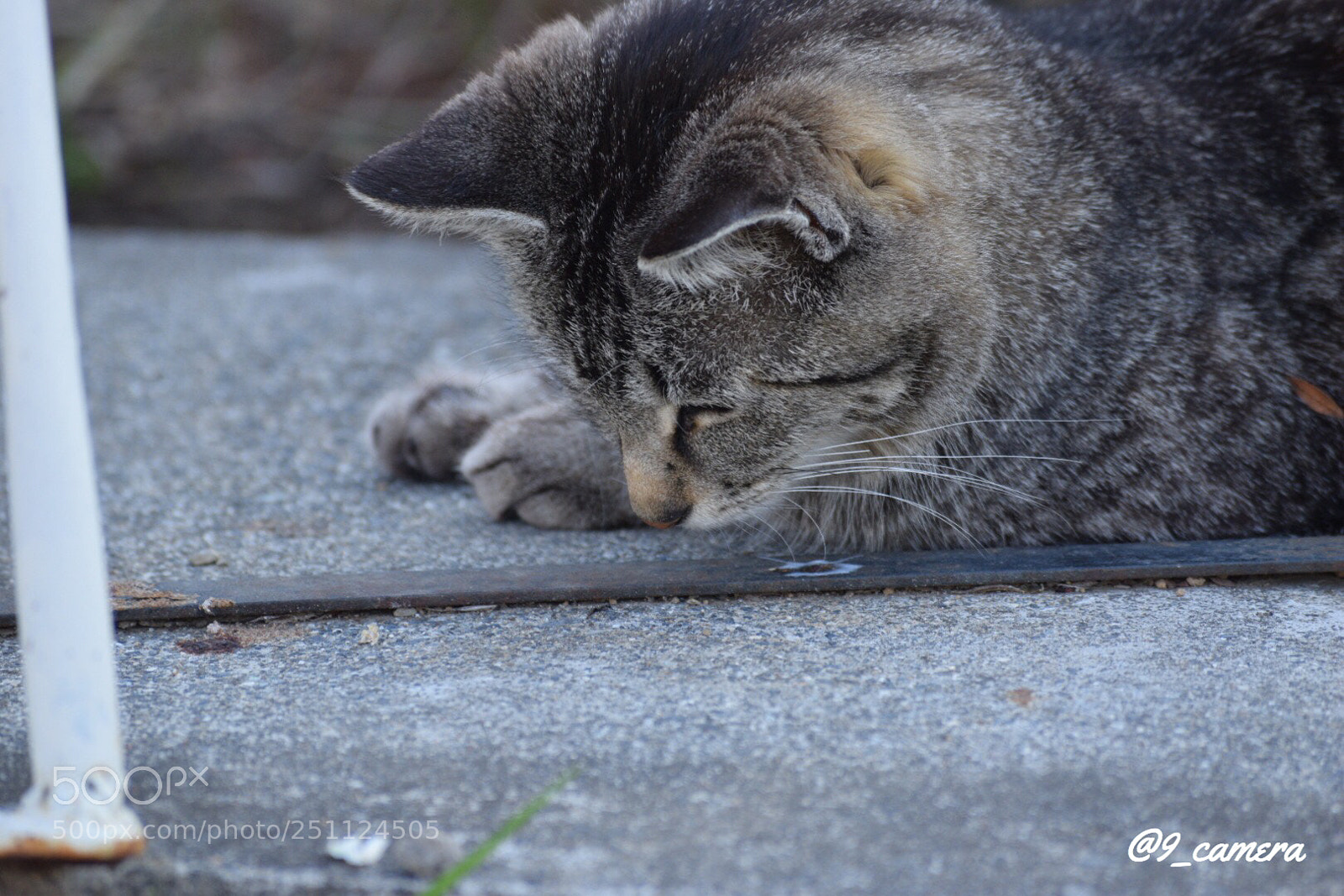 Nikon D5300 sample photo. Ffaaee baaeeeb photography