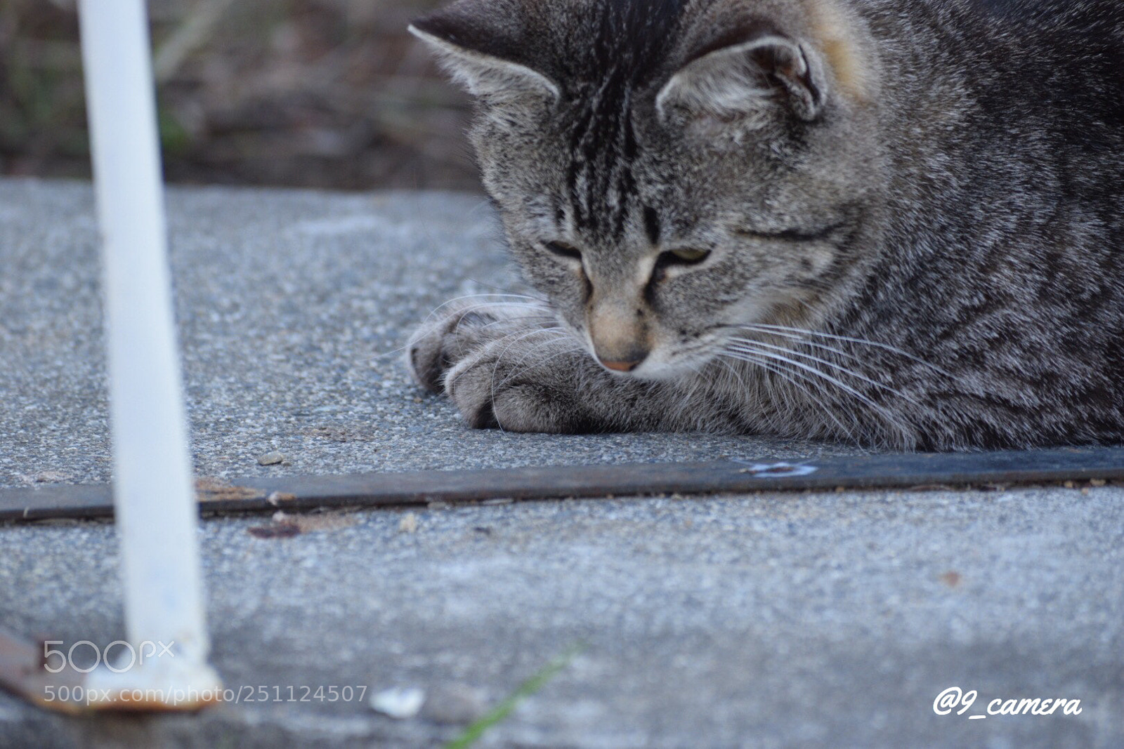 Nikon D5300 sample photo. Edbbdfba aaeedac photography