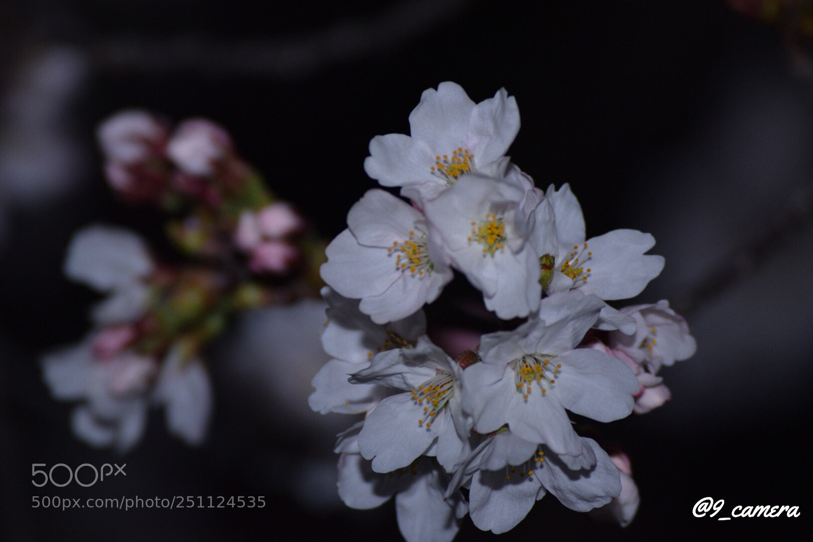 Nikon D5300 sample photo. Afdecb bf dead photography