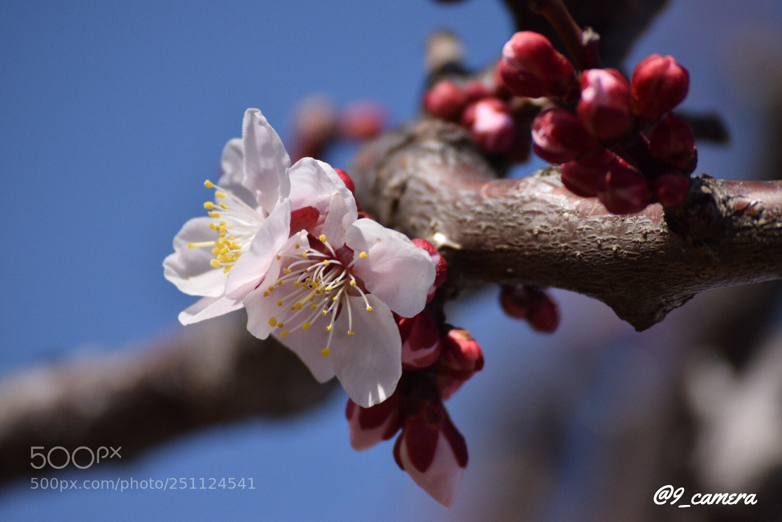 Nikon D5300 sample photo. Becdbc f afadccbaa photography