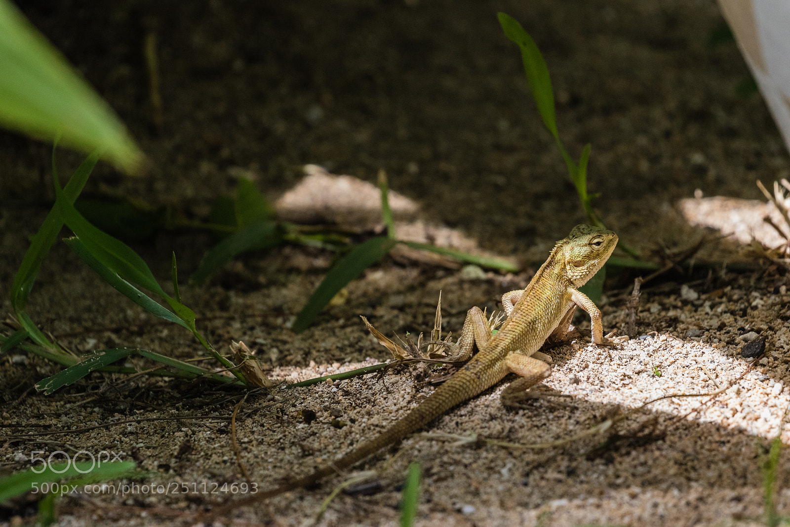 Canon EOS 7D Mark II sample photo. Indian garden lizard photography