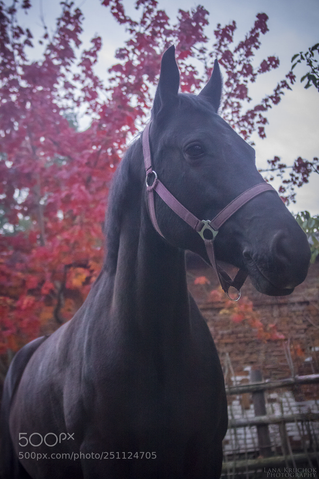 Canon EOS 50D sample photo. Mg photography