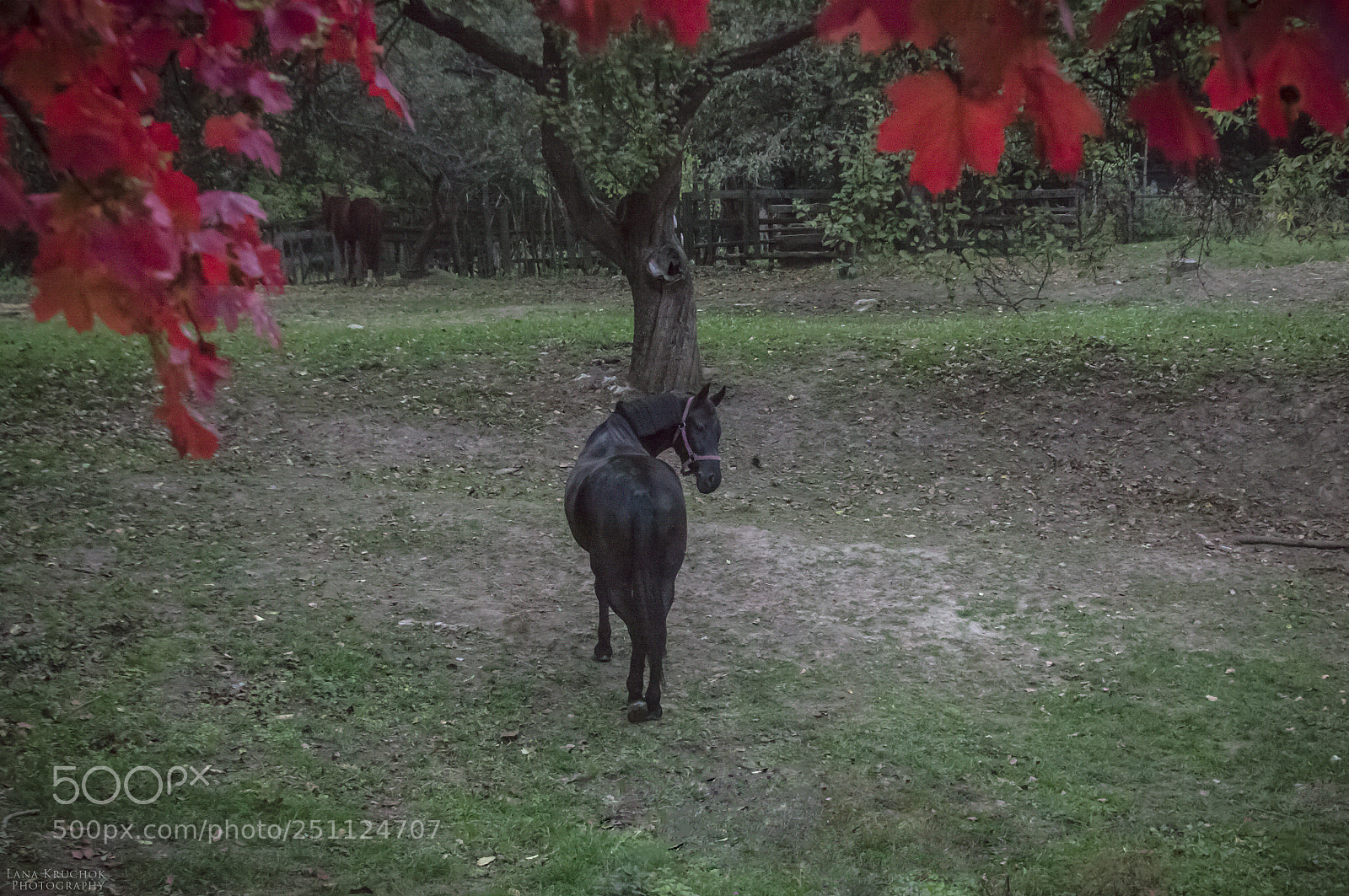 Canon EOS 50D sample photo. Mg photography