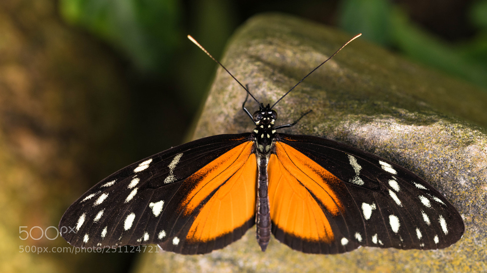 Nikon D5300 sample photo. Heliconius hecale photography