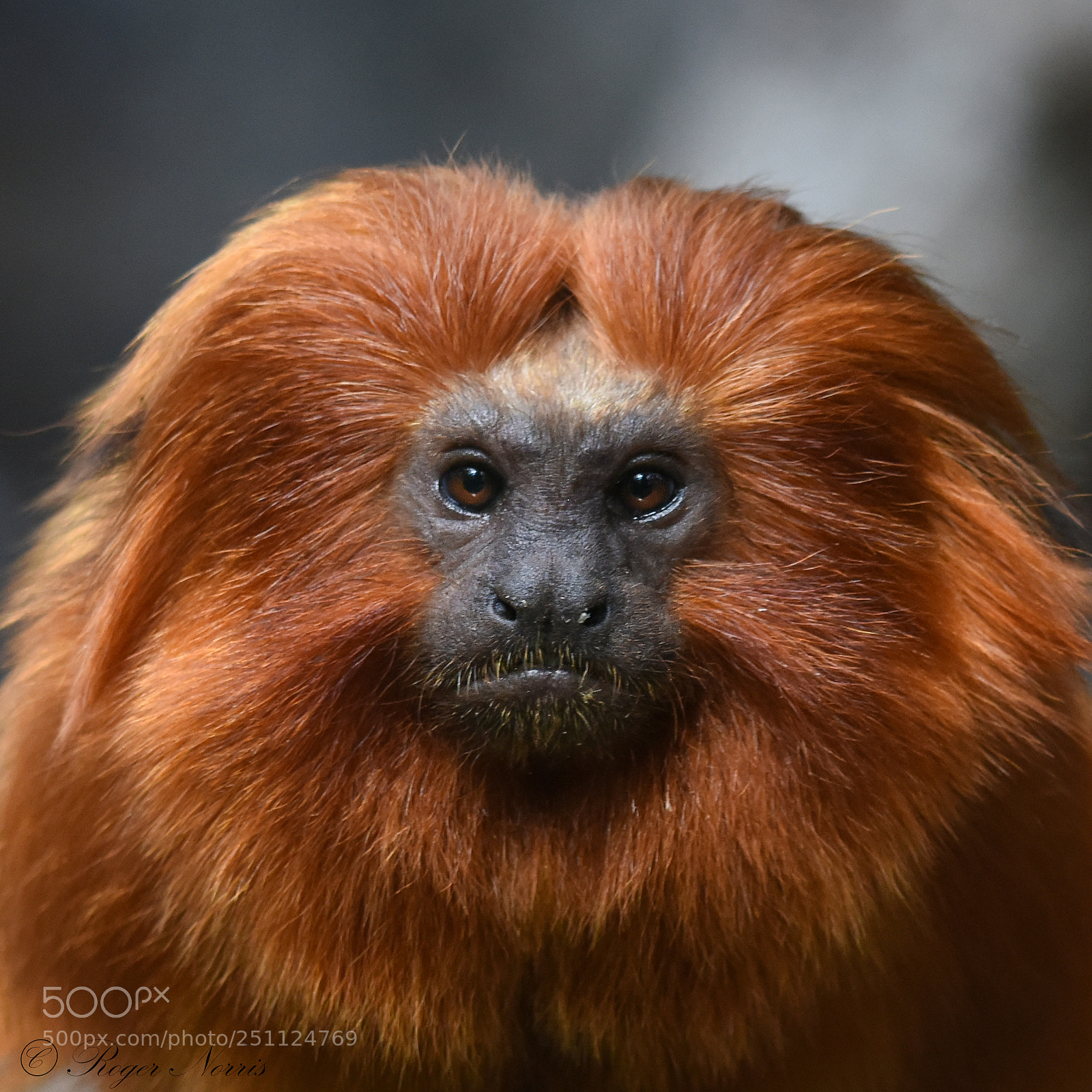 Nikon D810 sample photo. Portrait of a golden photography