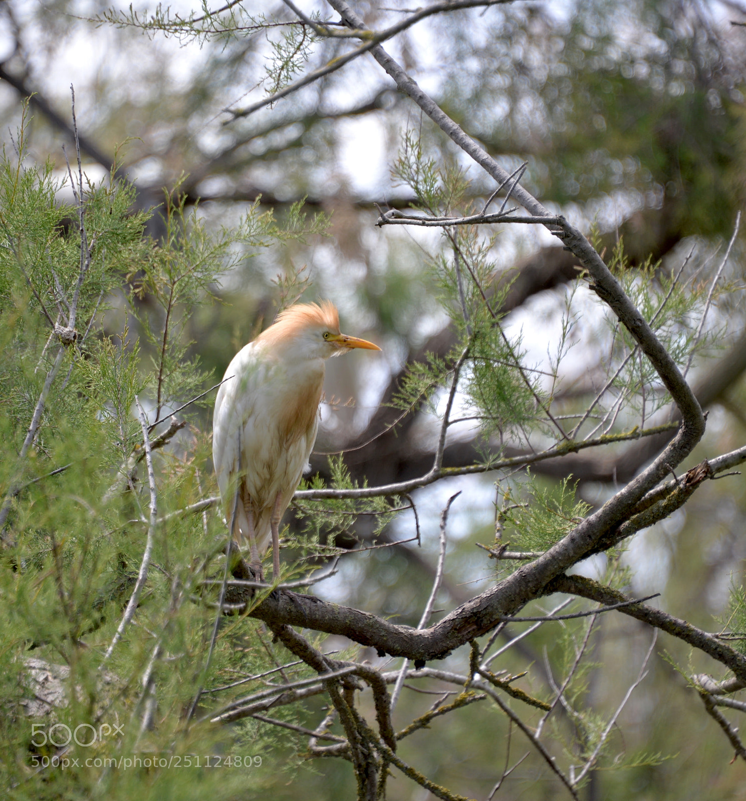 Nikon D610 sample photo. Camargue ii photography