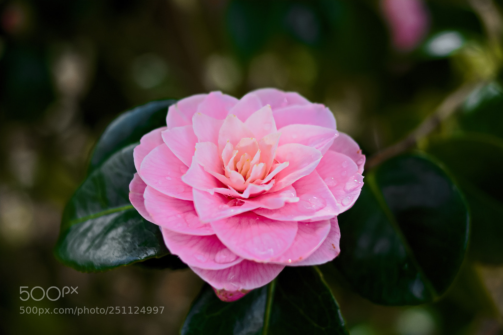 Pentax K-3 sample photo. Blooming photography