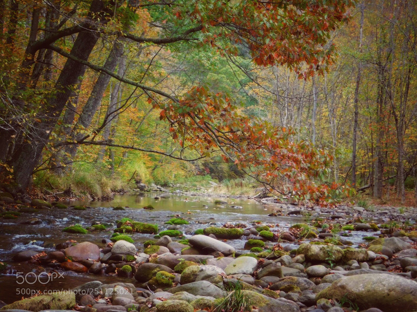 Nikon Coolpix B500 sample photo. Autumn scene photography