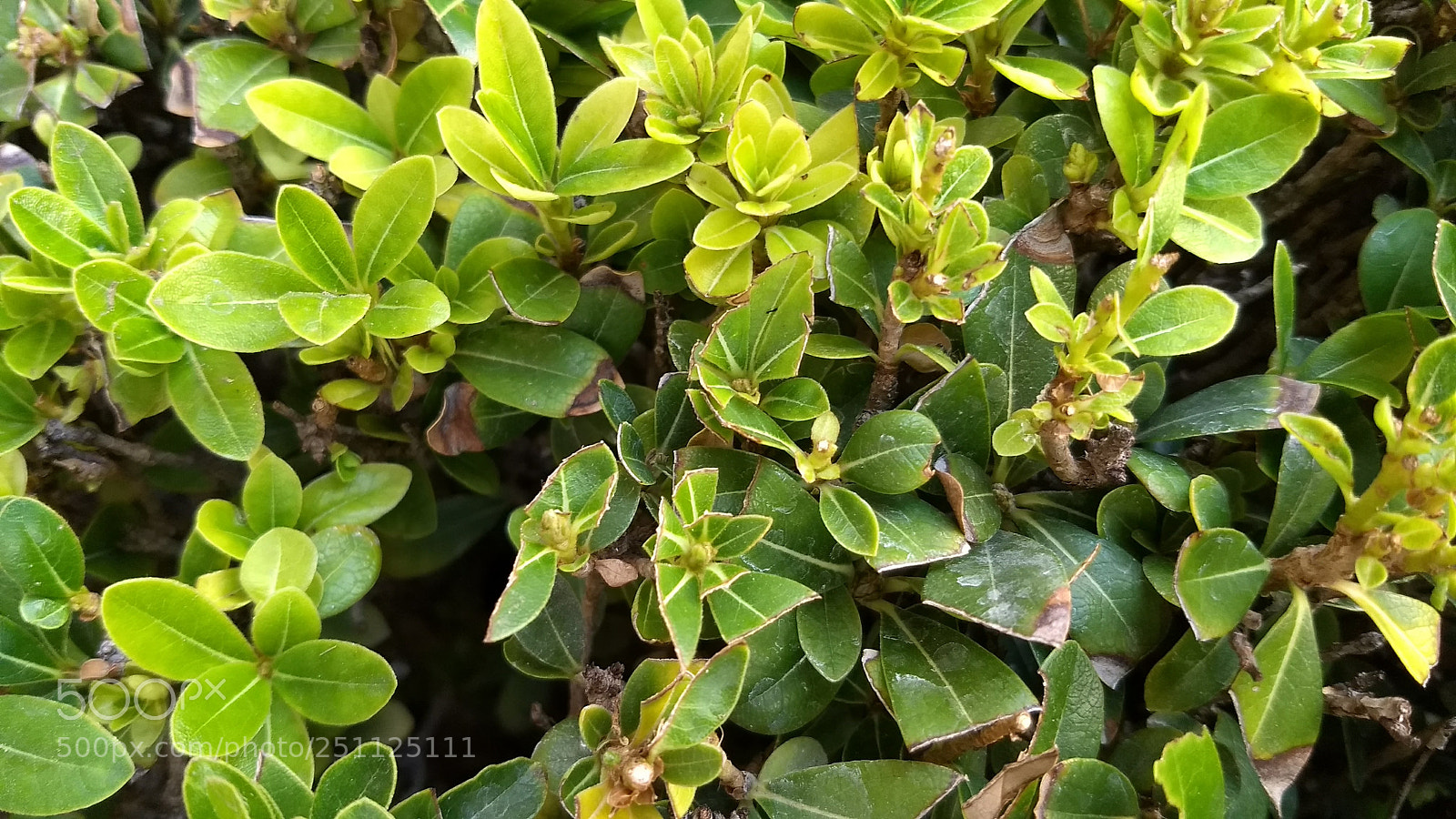Motorola Moto G (5) Plus sample photo. Untitled photography