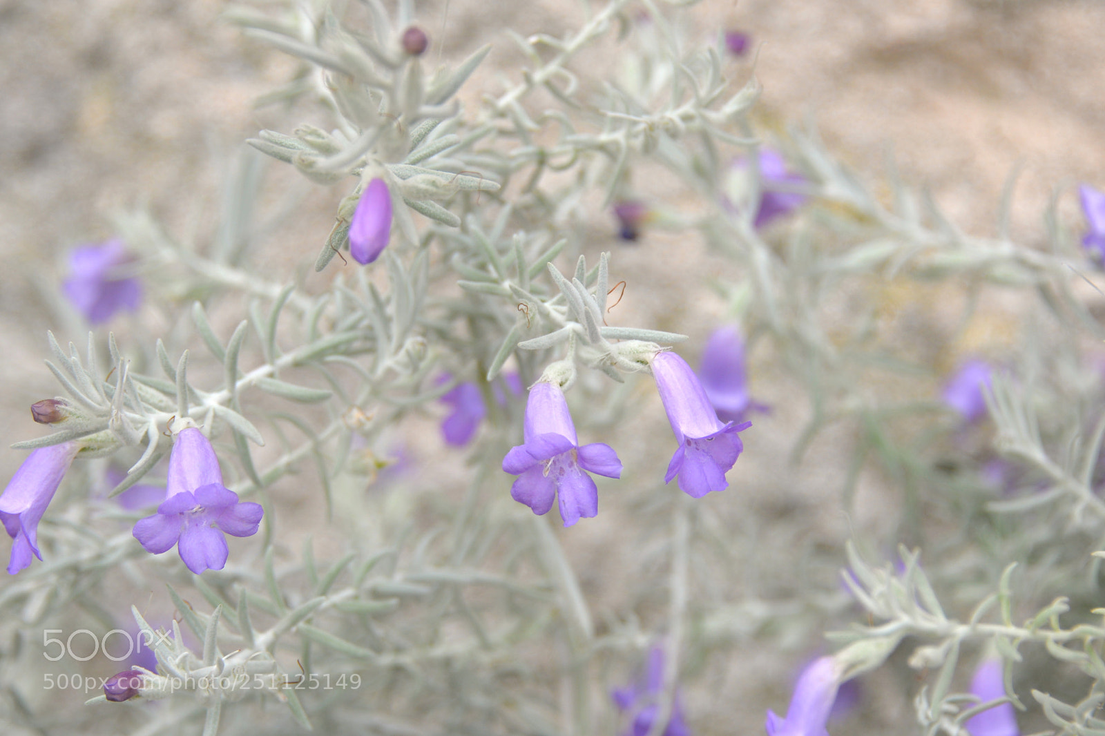 Nikon D610 sample photo. Flora photography