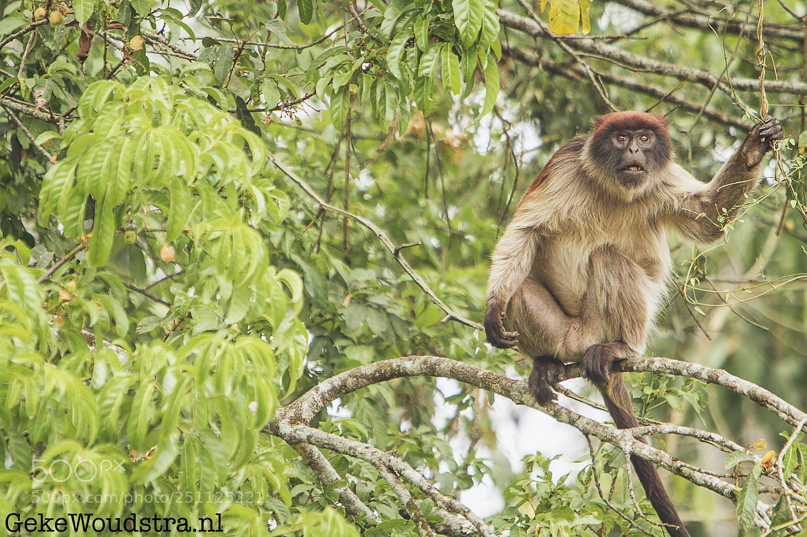 Canon EOS 7D sample photo. Red colobus monkey photography