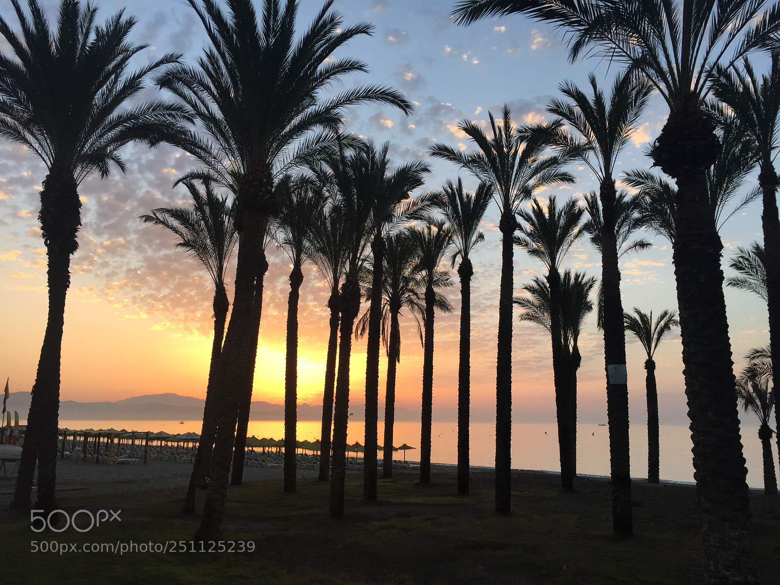 Apple iPhone 6 sample photo. Palm trees photography