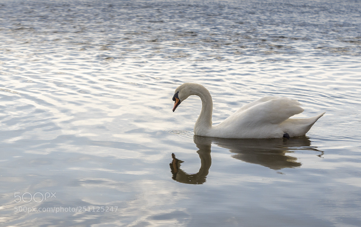 Sony ILCA-77M2 sample photo. Well hello gorgeous! photography