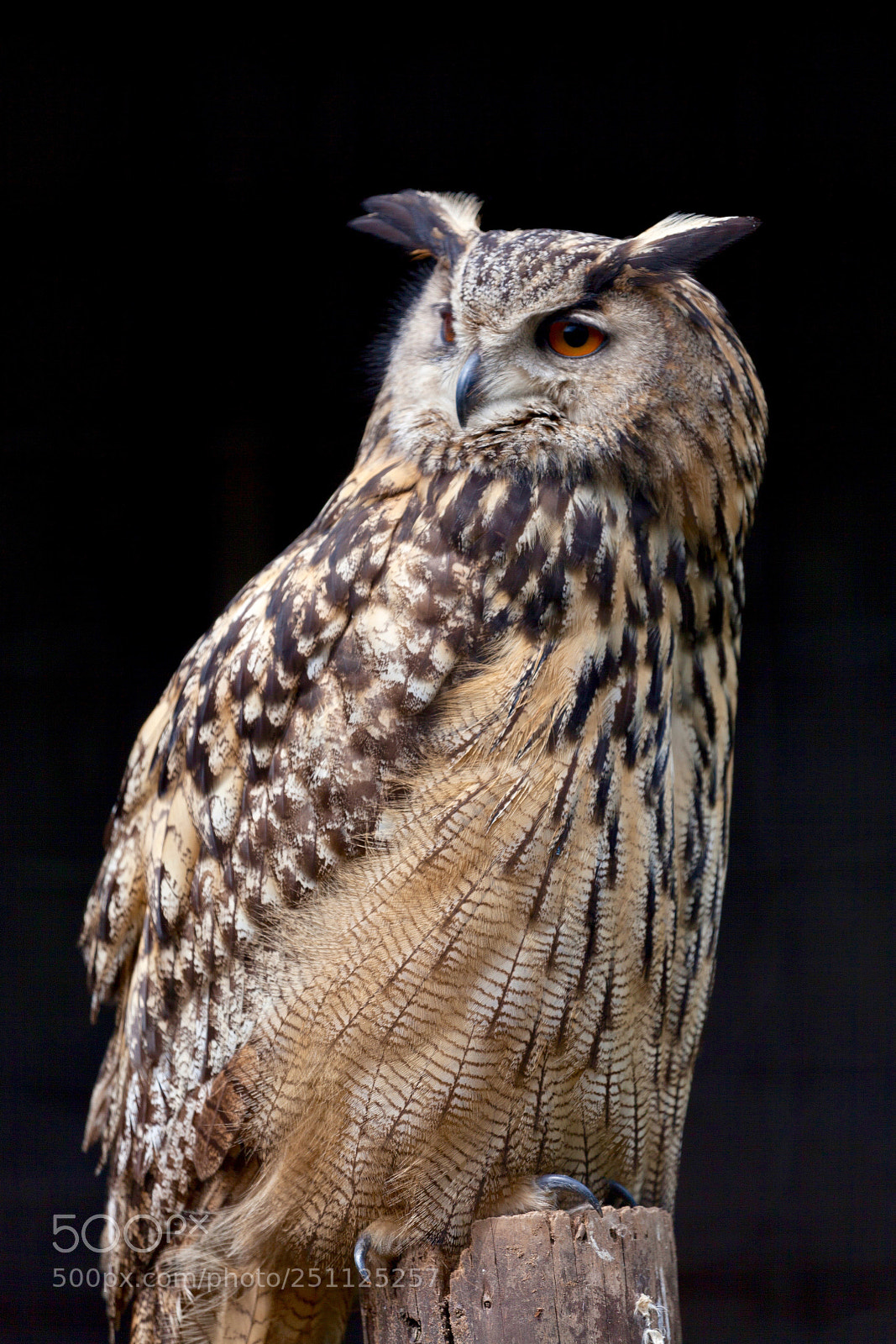 Canon EOS 5D Mark II sample photo. Owl photography