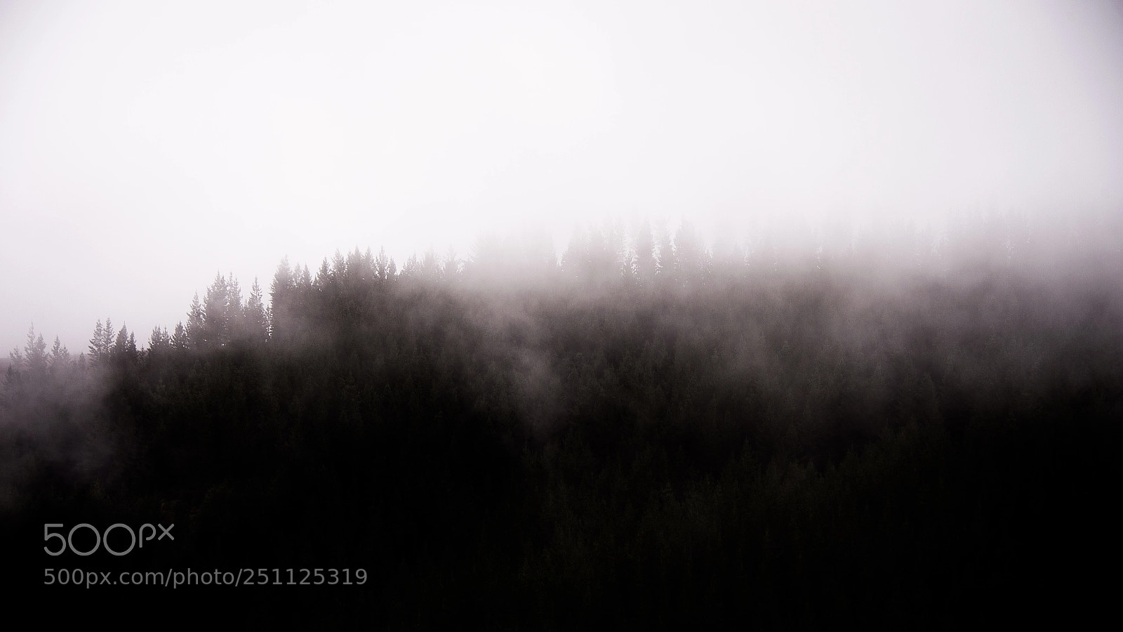 Nikon D4 sample photo. Creepy morning in the photography