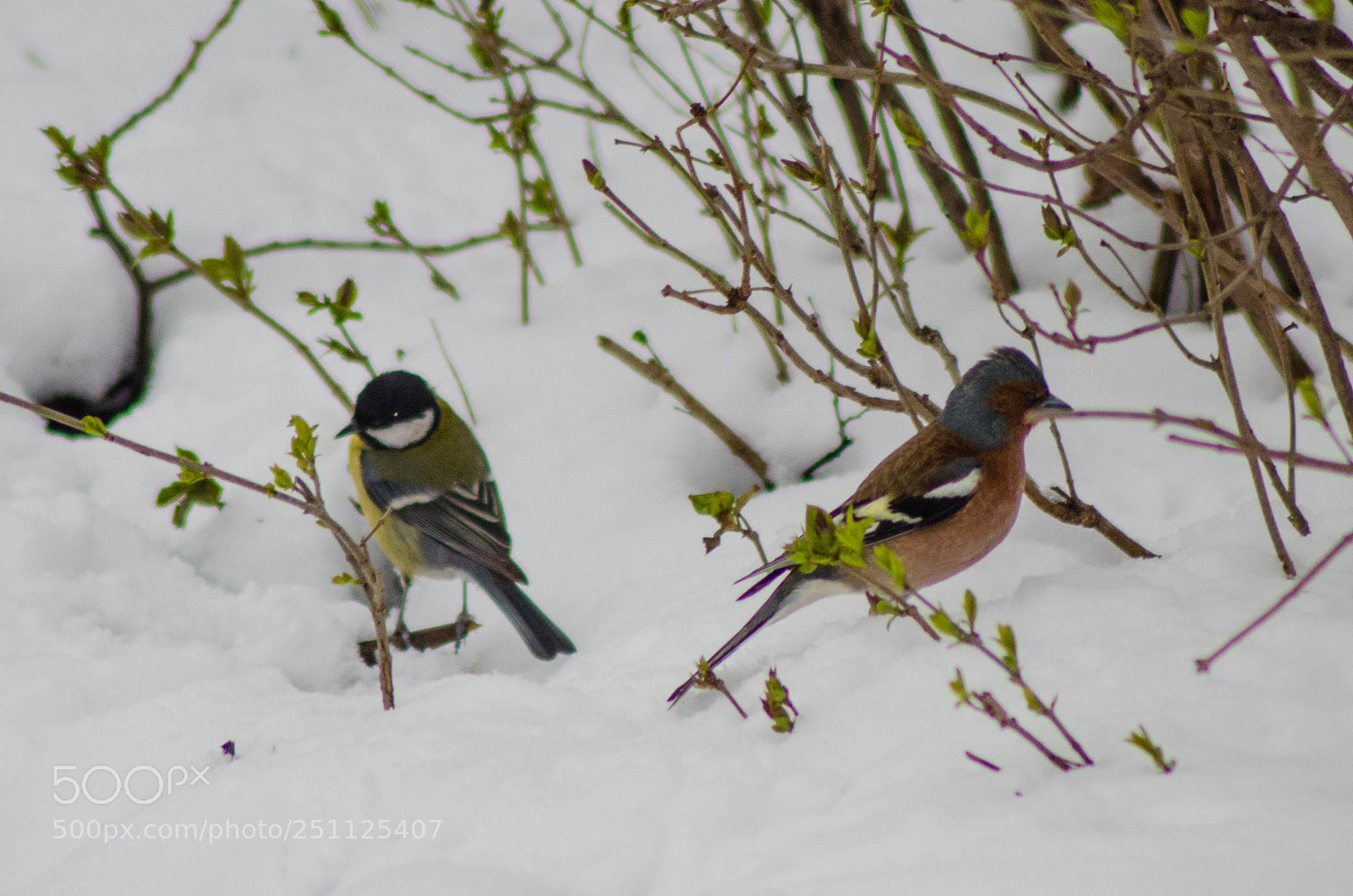 Nikon D5100 sample photo. Common chaffinch and great photography