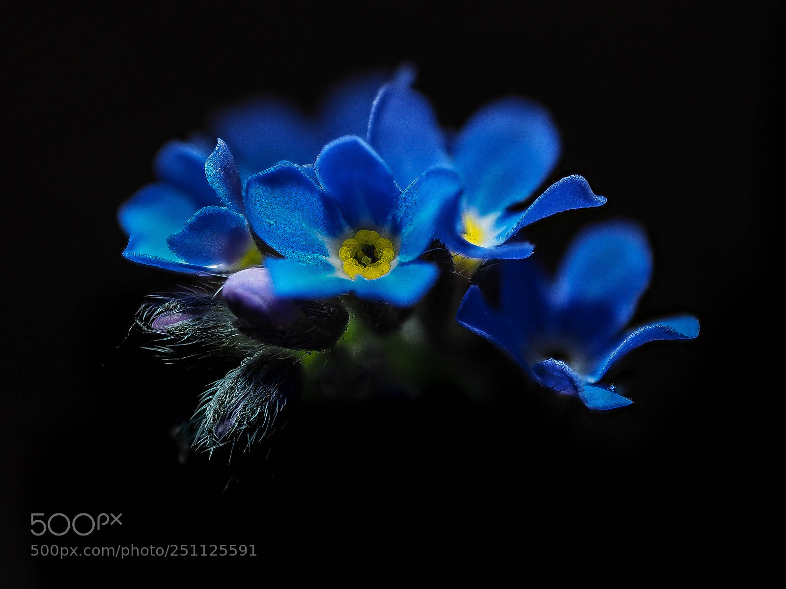 Olympus OM-D E-M5 II sample photo. Forget-me-nots photography
