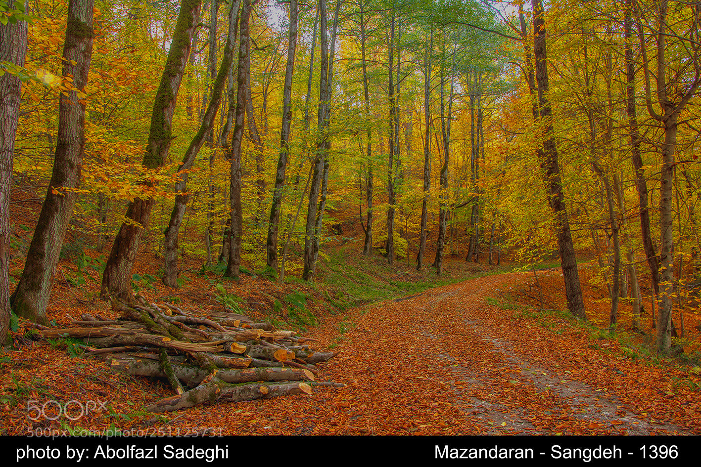 Nikon D7100 sample photo. Autumnal road photography