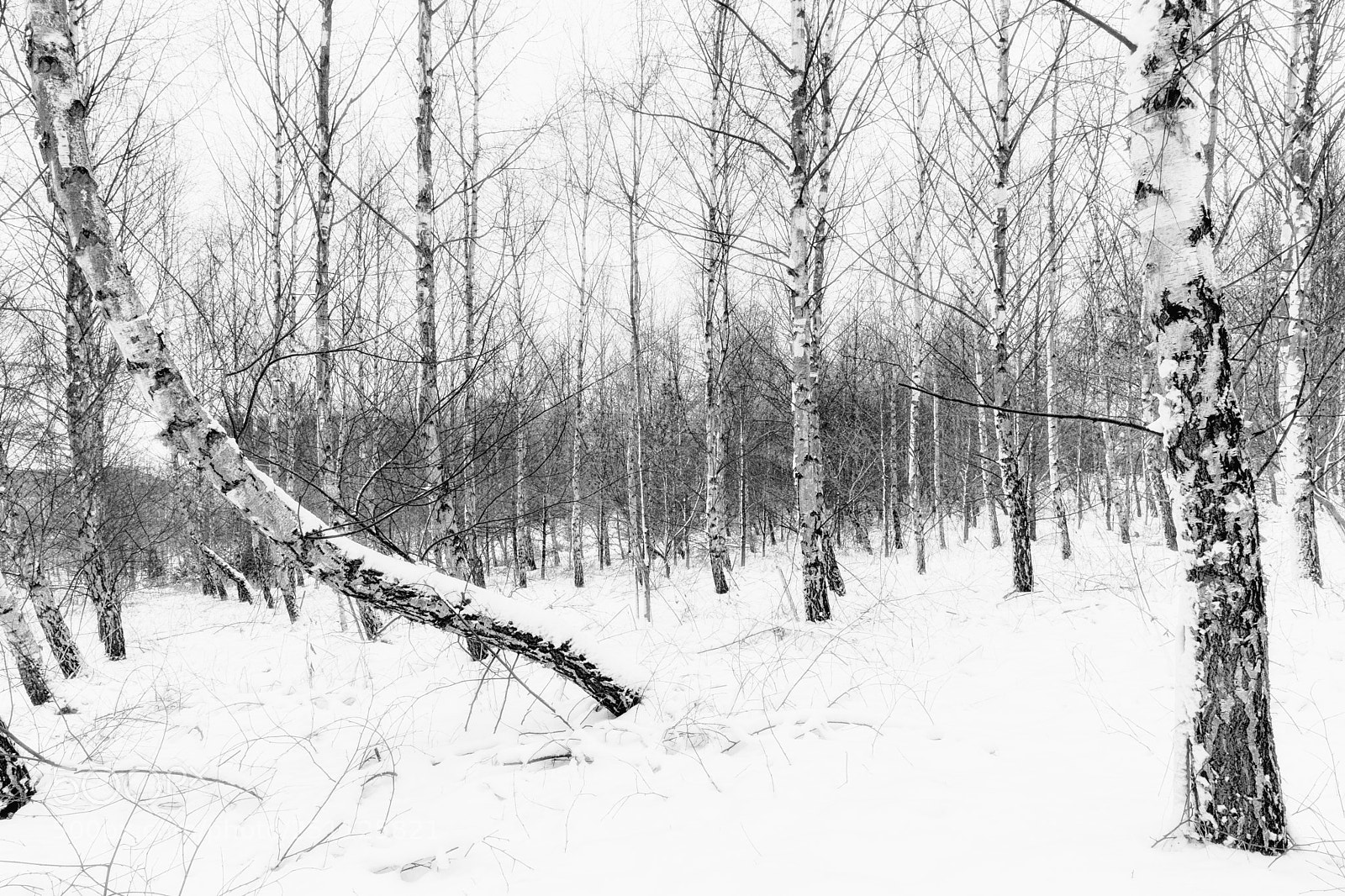 Fujifilm X-T2 sample photo. Gedling country park photography