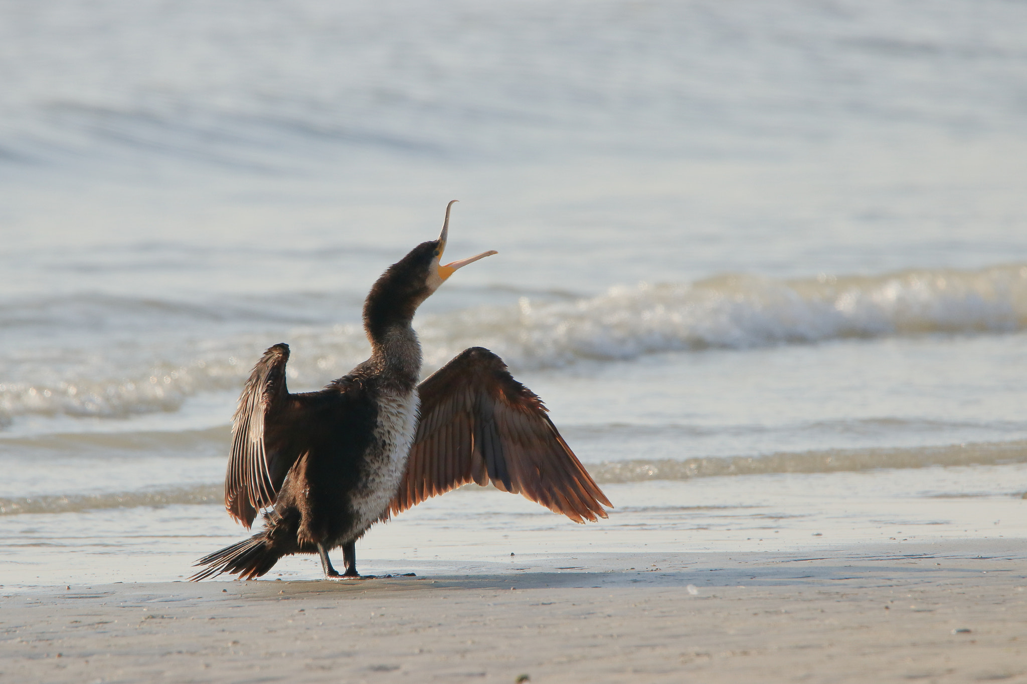 Tamron SP 150-600mm F5-6.3 Di VC USD sample photo. Cormorant photography