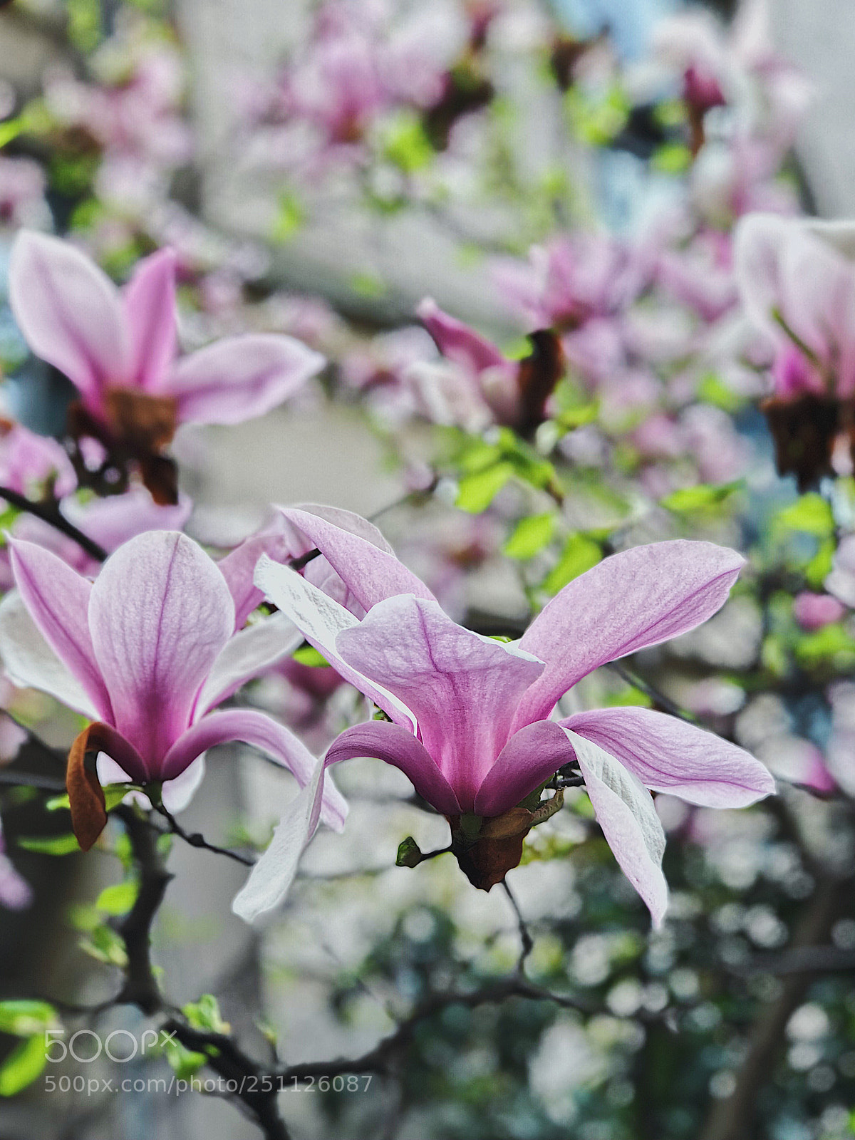 Apple iPhone 8 Plus sample photo. 玉兰花 photography
