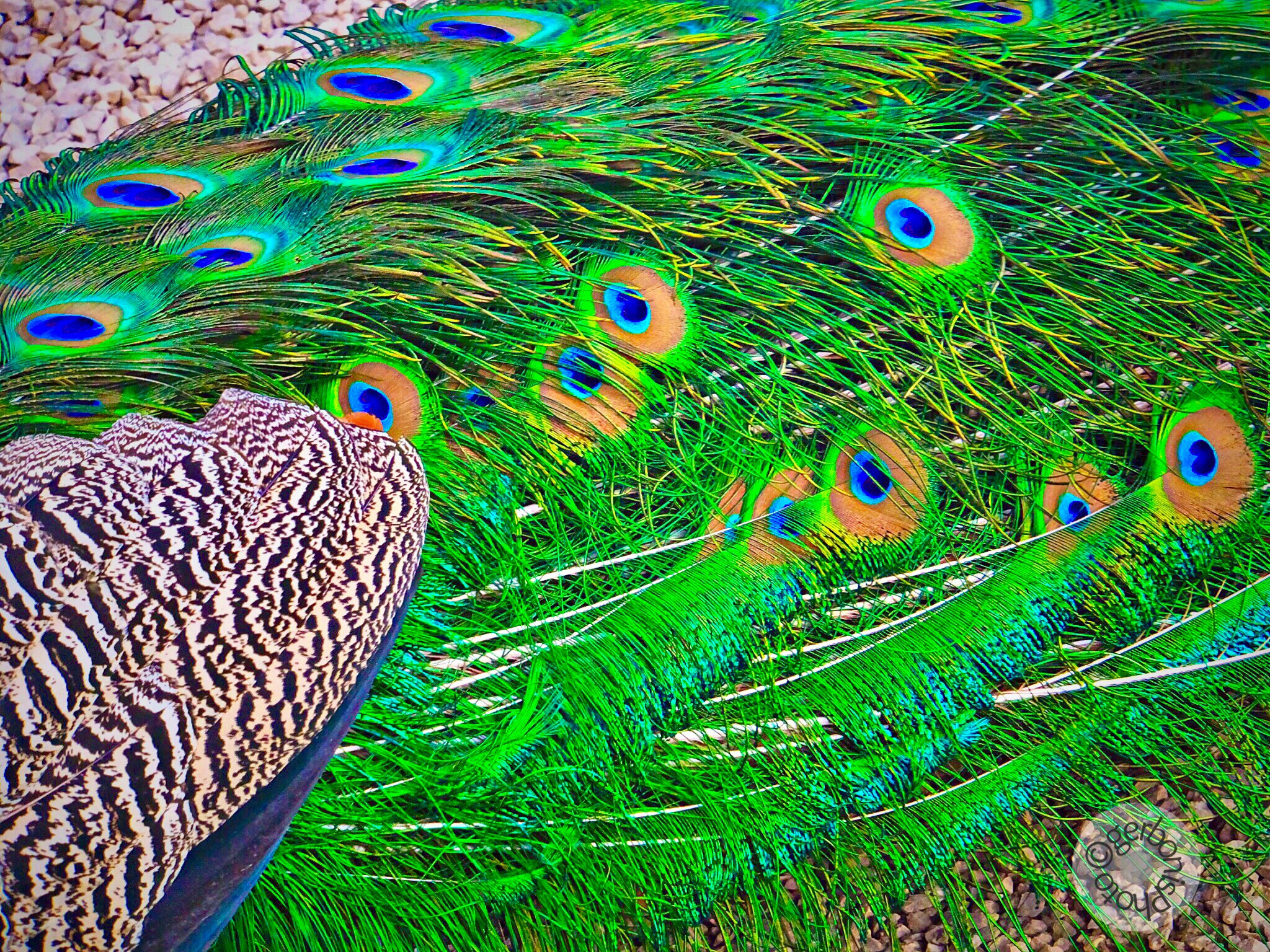 Fujifilm FinePix F900EXR sample photo. The eyes in the peacock's feathers photography