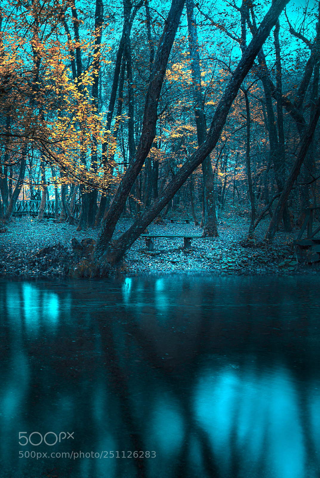 Nikon D610 sample photo. Forest photography