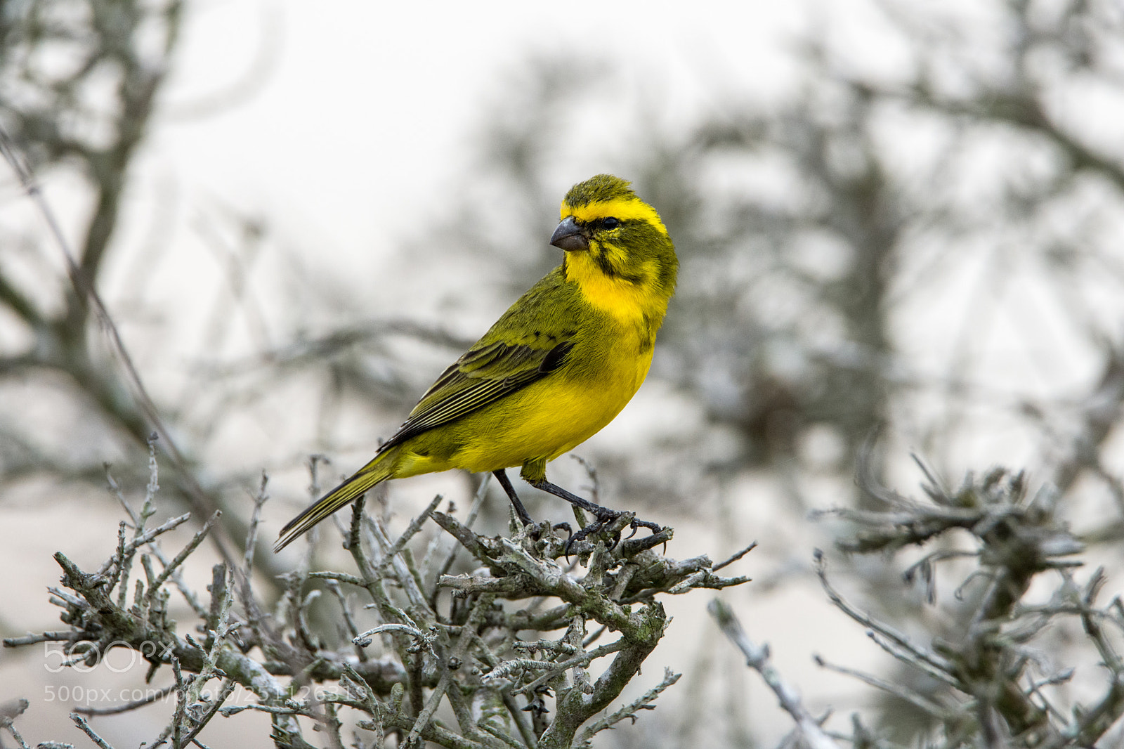 Nikon D7200 sample photo. Yellow canary photography