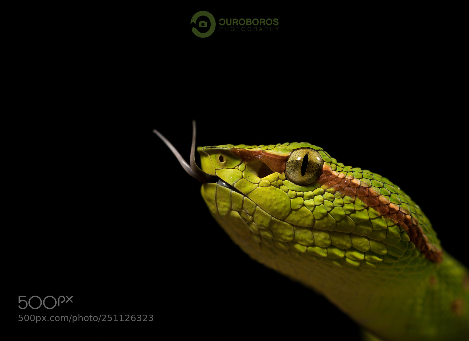 Canon EOS 5D Mark IV sample photo. Temple viper (tropidolaemus wagleri) photography